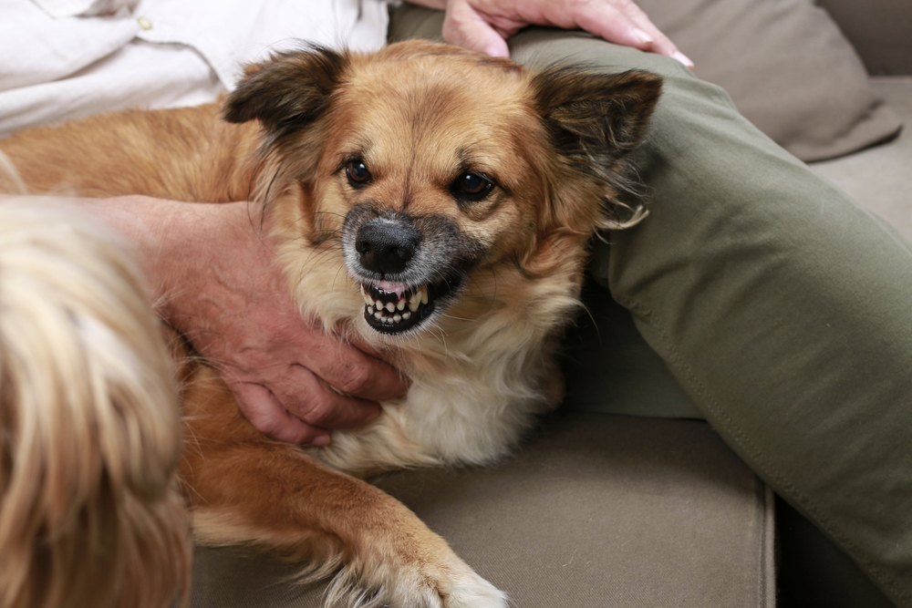 Puppy store fear aggression