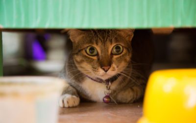 Helping a Shy, Scared Cat Gain Trust