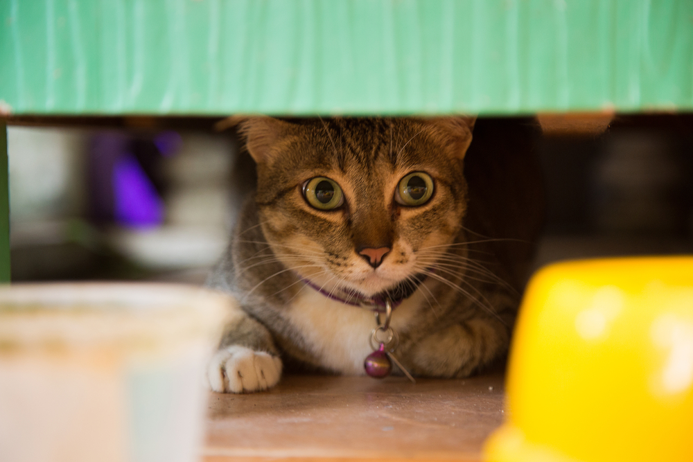 Scaredy Cat meaning & Who is a Scaredy Cat? -  Blog