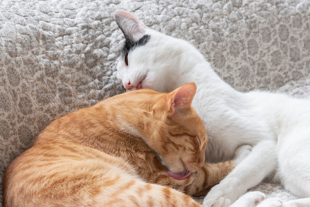 Why Do Cats Groom Each Other?