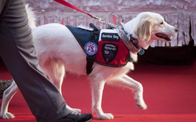 The Right Stuff: What Does It Take for My Dog to Become a Service Dog?