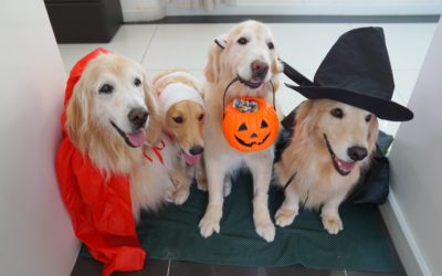 Create a Howl-worthy Halloween for Your Pet