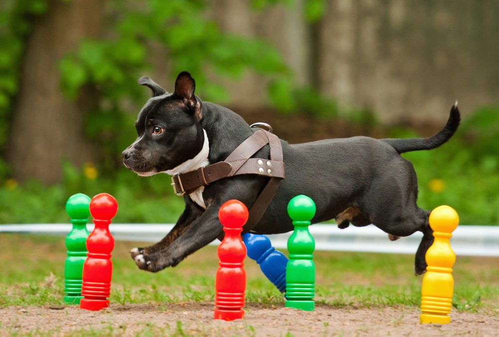 Outdoor Dog Games You Can Play Together