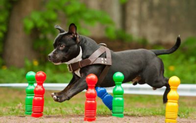 Outdoor Dog Games You Can Play Together