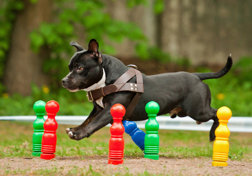 Outdoor Dog Games You Can Play Together – Union Lake Pet Services