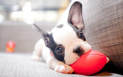 Top 10 Things to Buy for a New Puppy