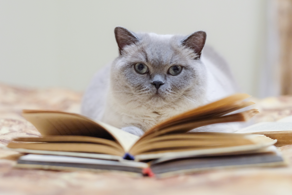 Are Cats Smarter Than Dogs?