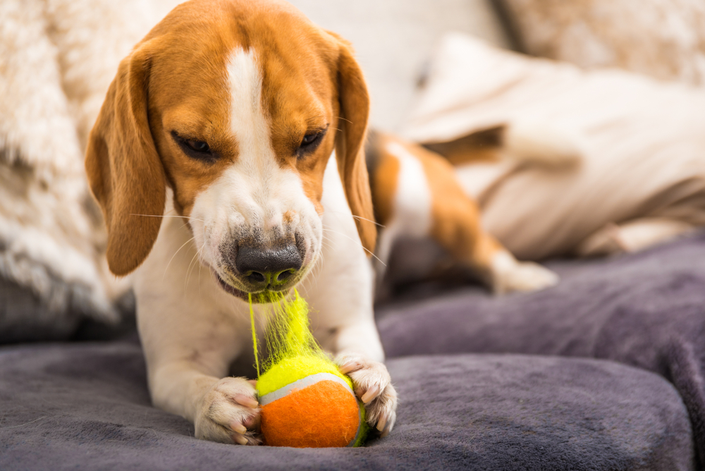 Not So Indestructible: Dog Toys That Don’t Last