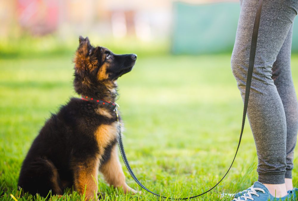 4 Dog Training Essentials For Pet Owners