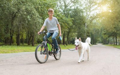 A Guide to Biking with Your Dog