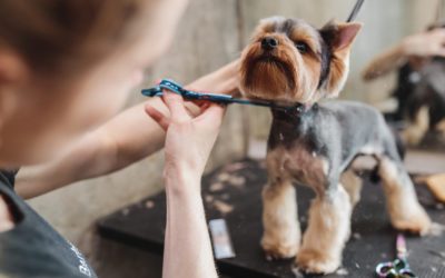 Why Pets Need Regular Grooming