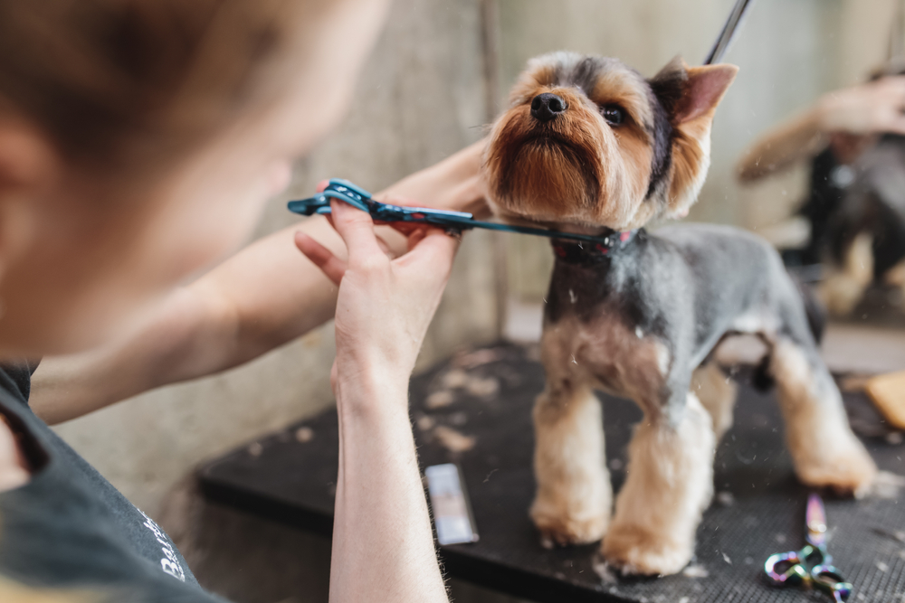 Yorkie getting trimmed