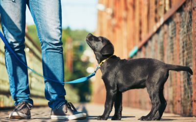 5 Ways to Help Your Dog to Become a Well-Mannered Family Member