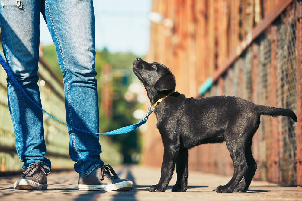 5 Ways to Help Your Dog to Become a Well-Mannered Family Member