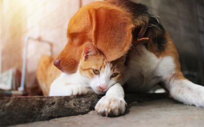 6 Dogs that Get Along with Cats