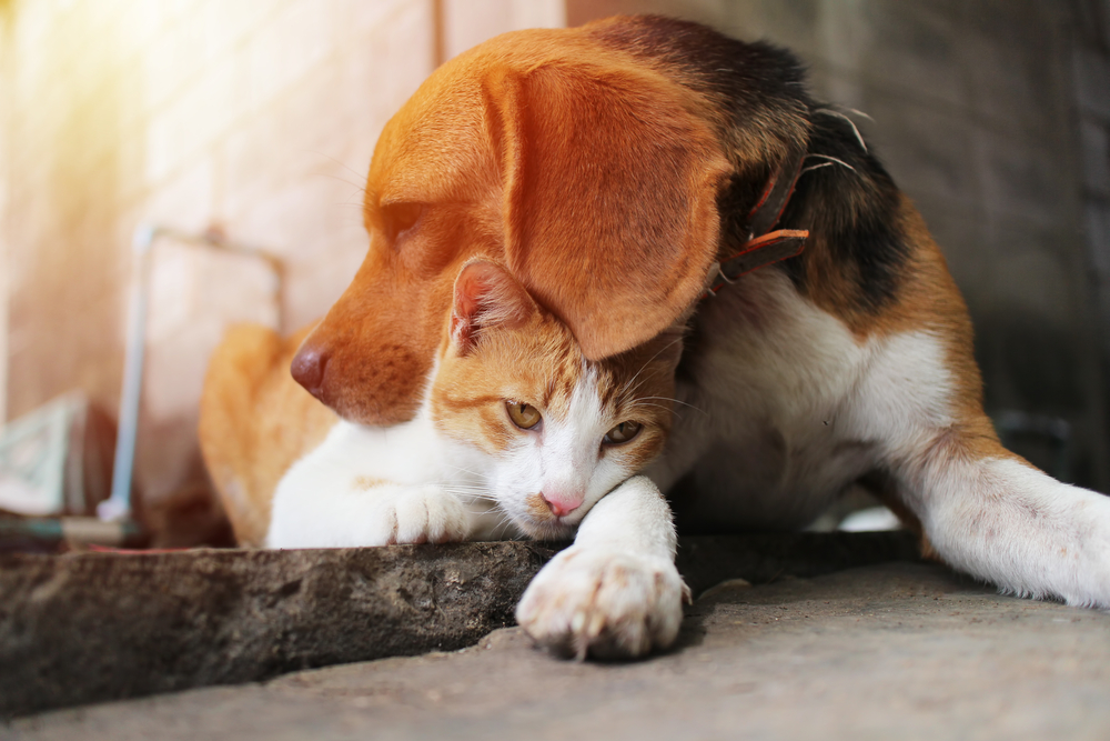 beagle and cat cuddling