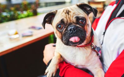 Dog Etiquette at Dog-Friendly Bars and Breweries