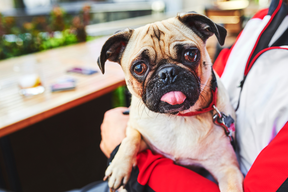 Puppy pug with tongue out at bar