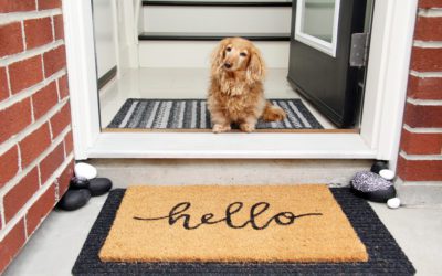 Train Your Dog to Greet Visitors