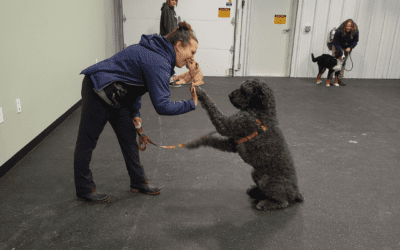 How to Find the Right Dog Training Classes