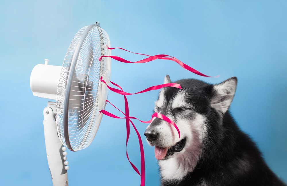 Cooling Products for Pets: Exploring Options to Beat the Summer Heat