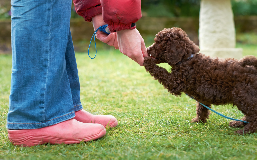 When to Start Your Puppy in Obedience Training