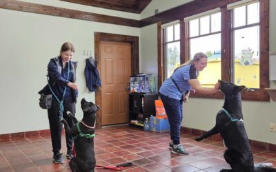Get the Most Out of Your Dog Training Sessions