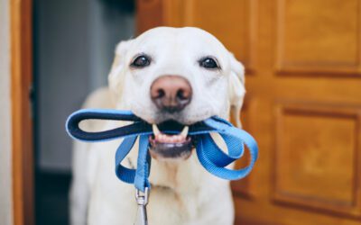 4 Best Kinds of Dog Leash