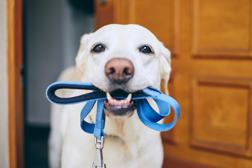 Dog Leash & Dog Harness Solutions