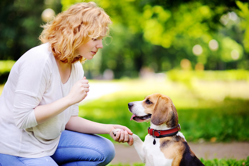 The Joy of Dog Training: Building a Strong Relationship with Your Pet