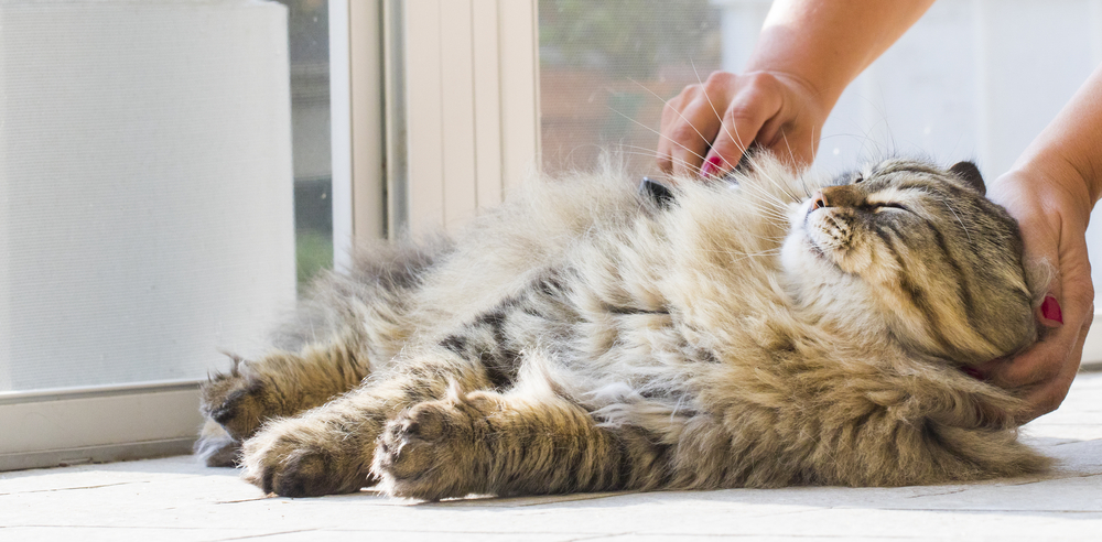 Winter Grooming Tips for Long-Haired Cats