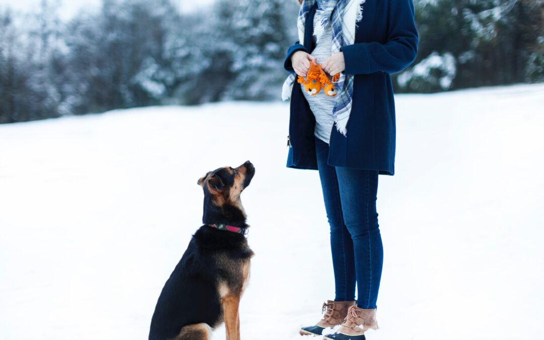 3 Winter Dog Training Challenges and Solutions