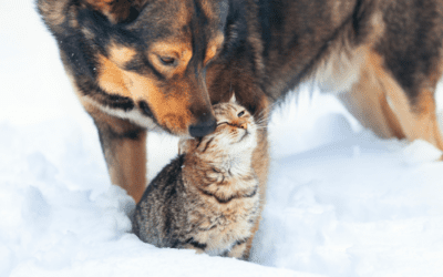 Frenemies: Cat and Dog Friendship Stories