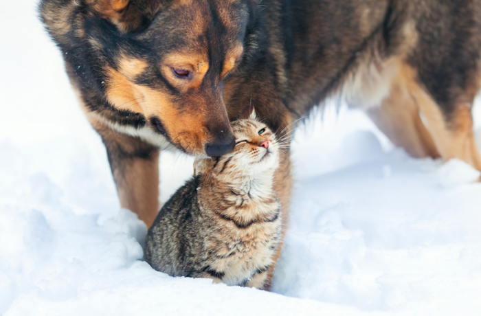 Frenemies: Cat and Dog Friendship Stories