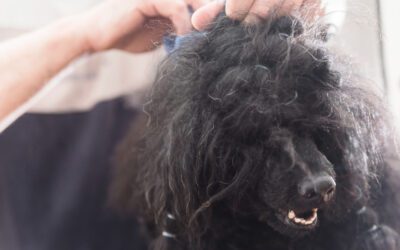 How to Avoid and Remove Dog Mats and Tangles