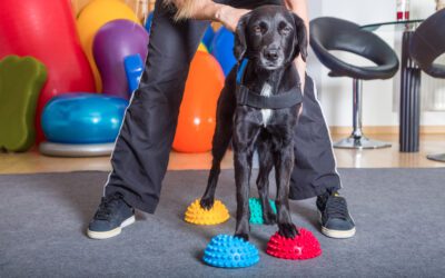 FAQs About Dog Physical Rehabilitation