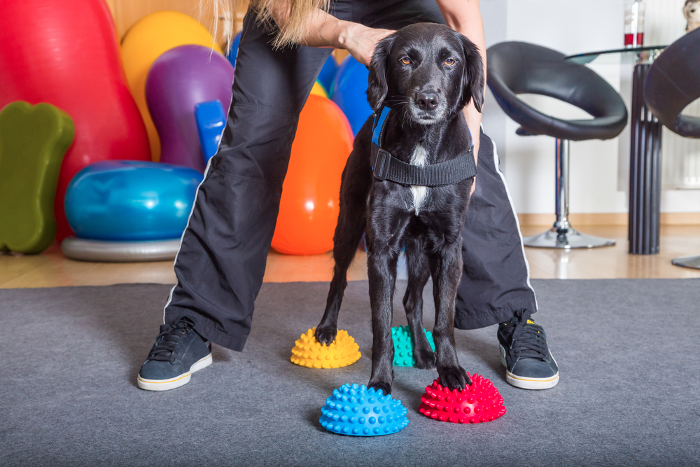 FAQs About Dog Physical Rehabilitation
