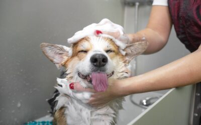Pet Grooming FAQs Answered