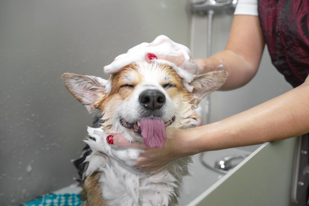 Pet Grooming FAQs Answered
