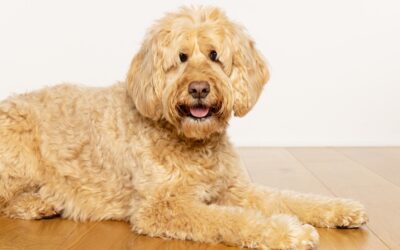 Grooming Goldendoodles and Doodle Mixes