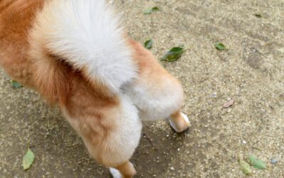 Why Do Dogs Have Anal Glands?