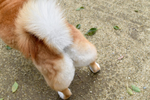 Why Do Dogs Have Anal Glands? – Union Lake Pet Services