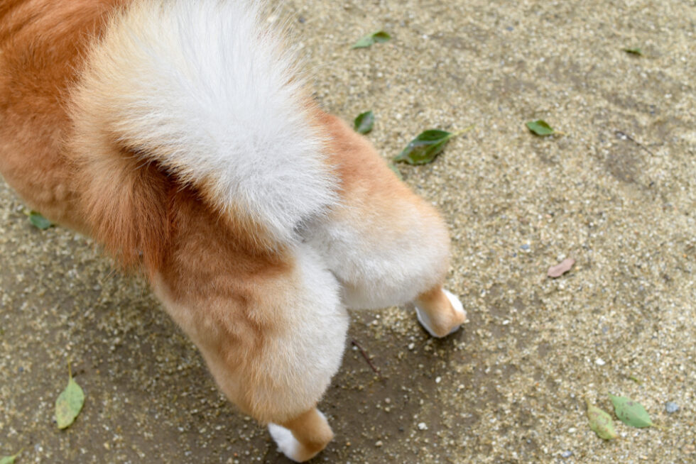 Why Do Dogs Have Anal Glands? – Union Lake Pet Services