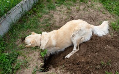 How To Stop My Dog From Digging Holes