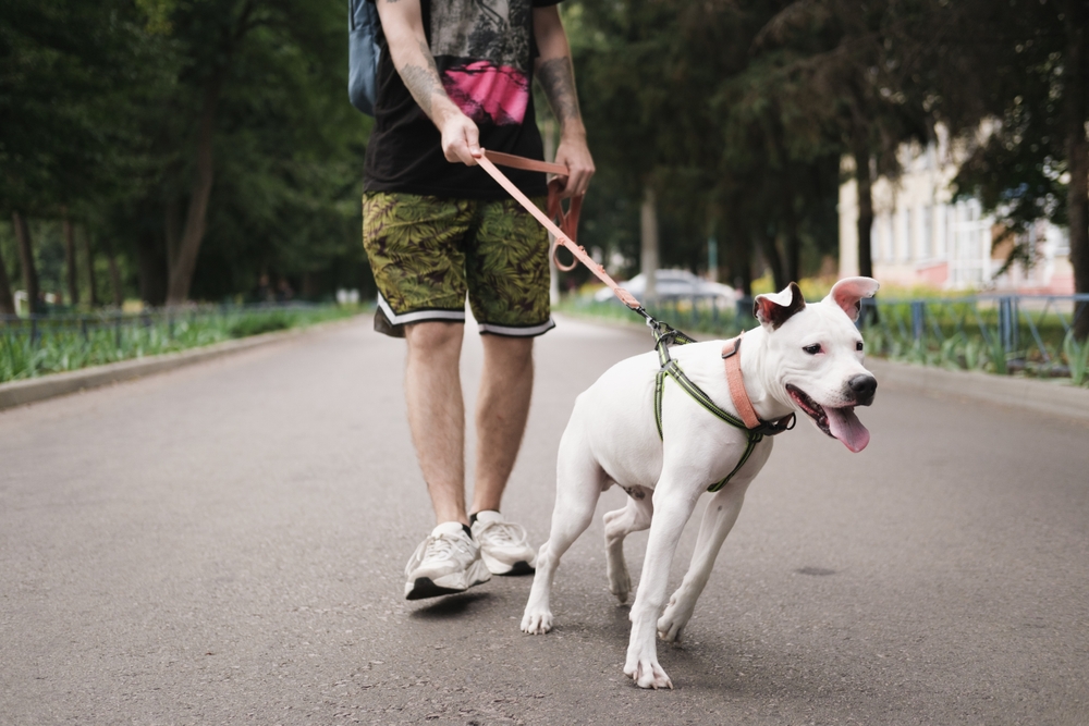 How to Deal with Common Dog Walking Problems