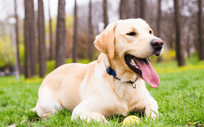 Teachable Moments: How to Let Your Dog Know They’ve Misbehaved