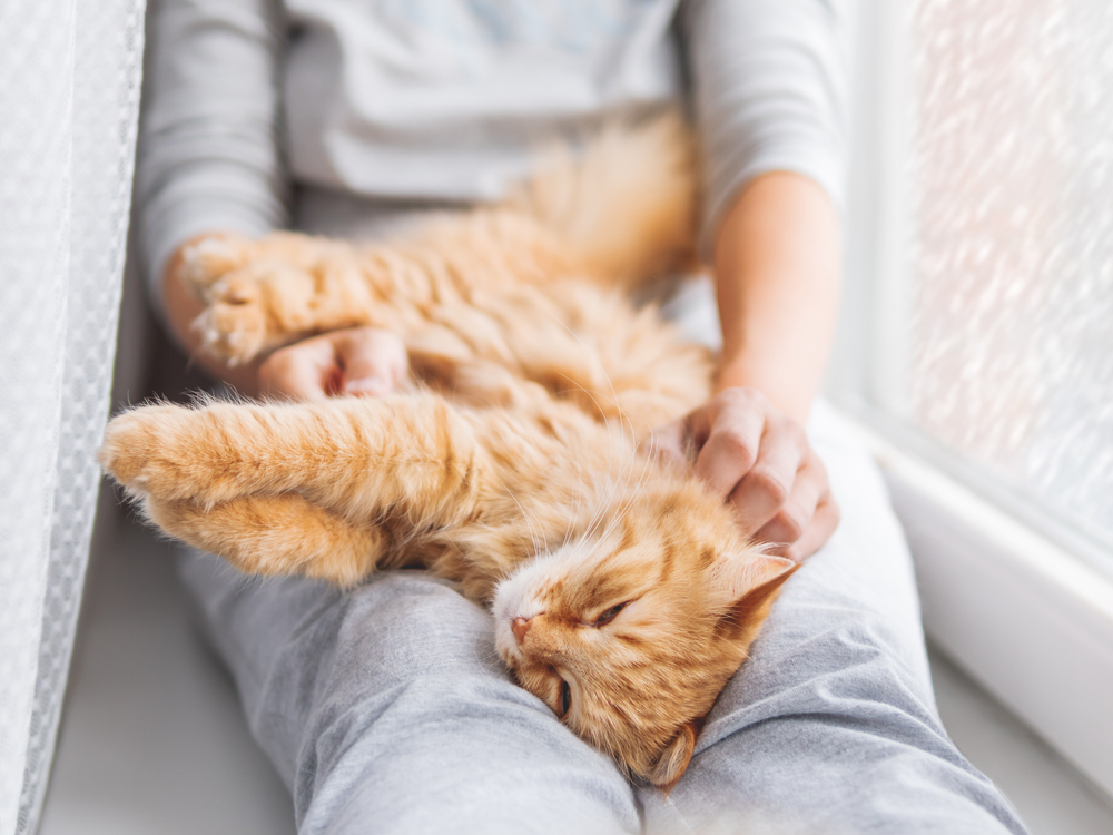 How to Treat Your Cat’s Dry Skin Union Lake Pet Services