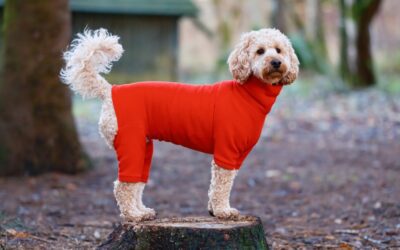 How to Choose the Right Clothes for Your Pet