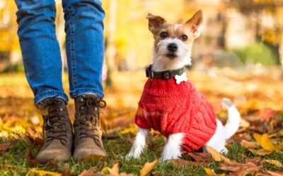 Dog Sweaters: Should You Get Some For Your Pup?