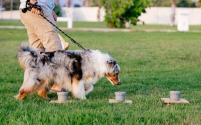 Nose Work: Use Scent Games to Stimulate Your Dog’s Mind